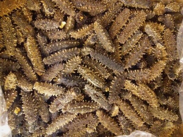 Japanese Sea Cucumber - Image 2