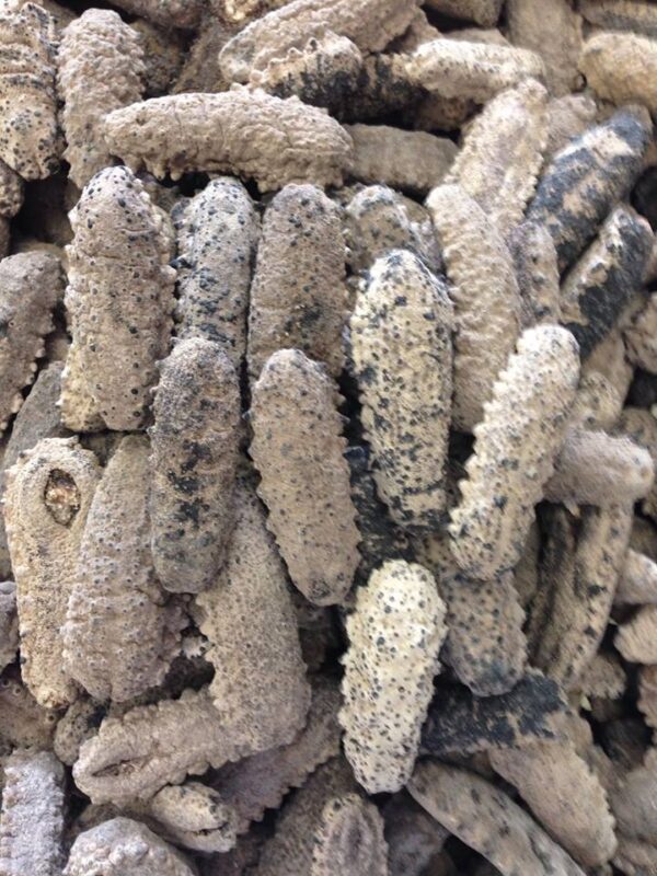 Japanese Sea Cucumber - Image 4