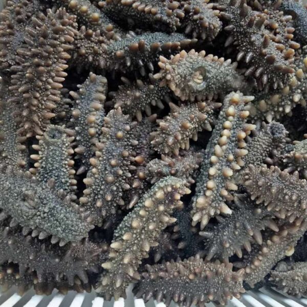Japanese Sea Cucumber - Image 3