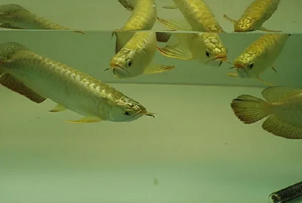 Gold Head Arowana