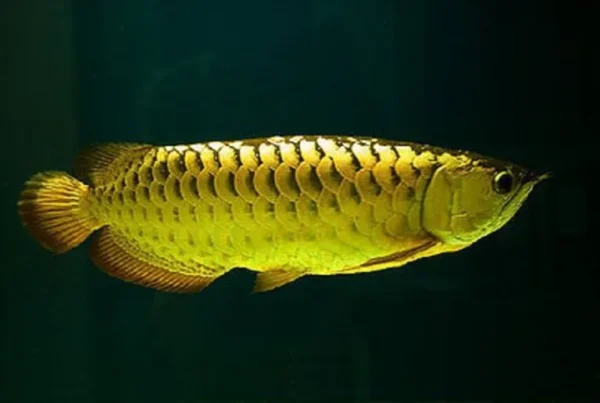 Buy Golden Arowana