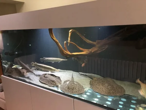 Pearl Stingray